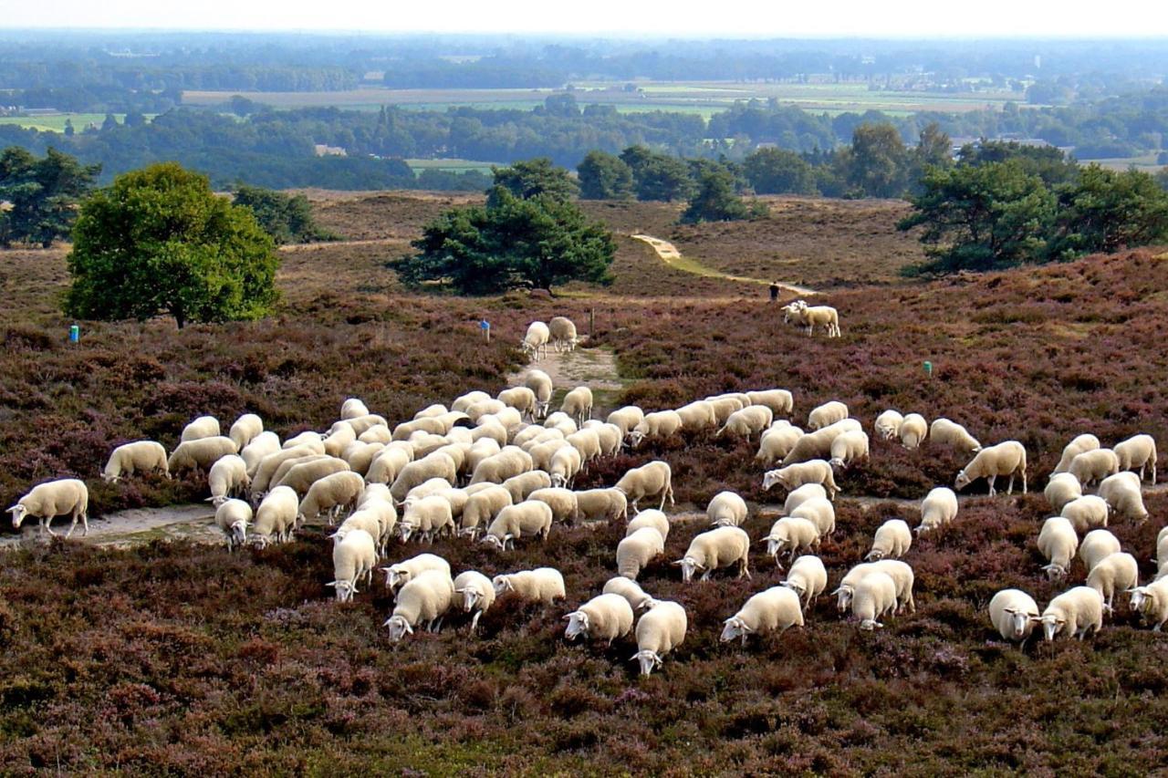 Het Uilennest Bed & Breakfast Exloo Eksteriør bilde